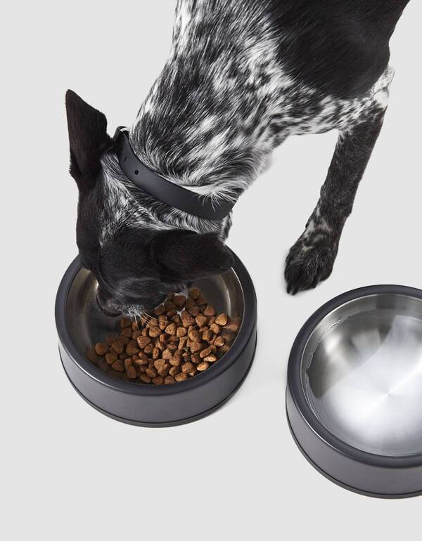 Wild One Food Bowl - Black - CreatureLand