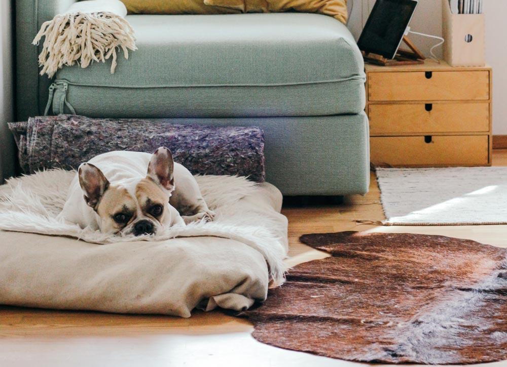 5 reasons your dog needs its own bed | CreatureLand