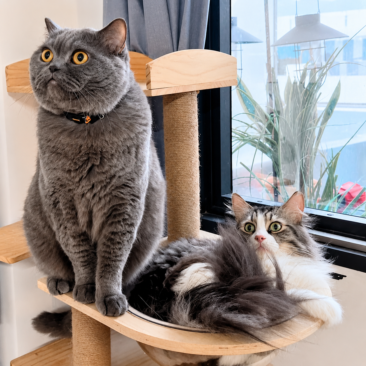 The Complete Guide to Cat Ownership in Singapore (2026): Rules, Safety & Setup