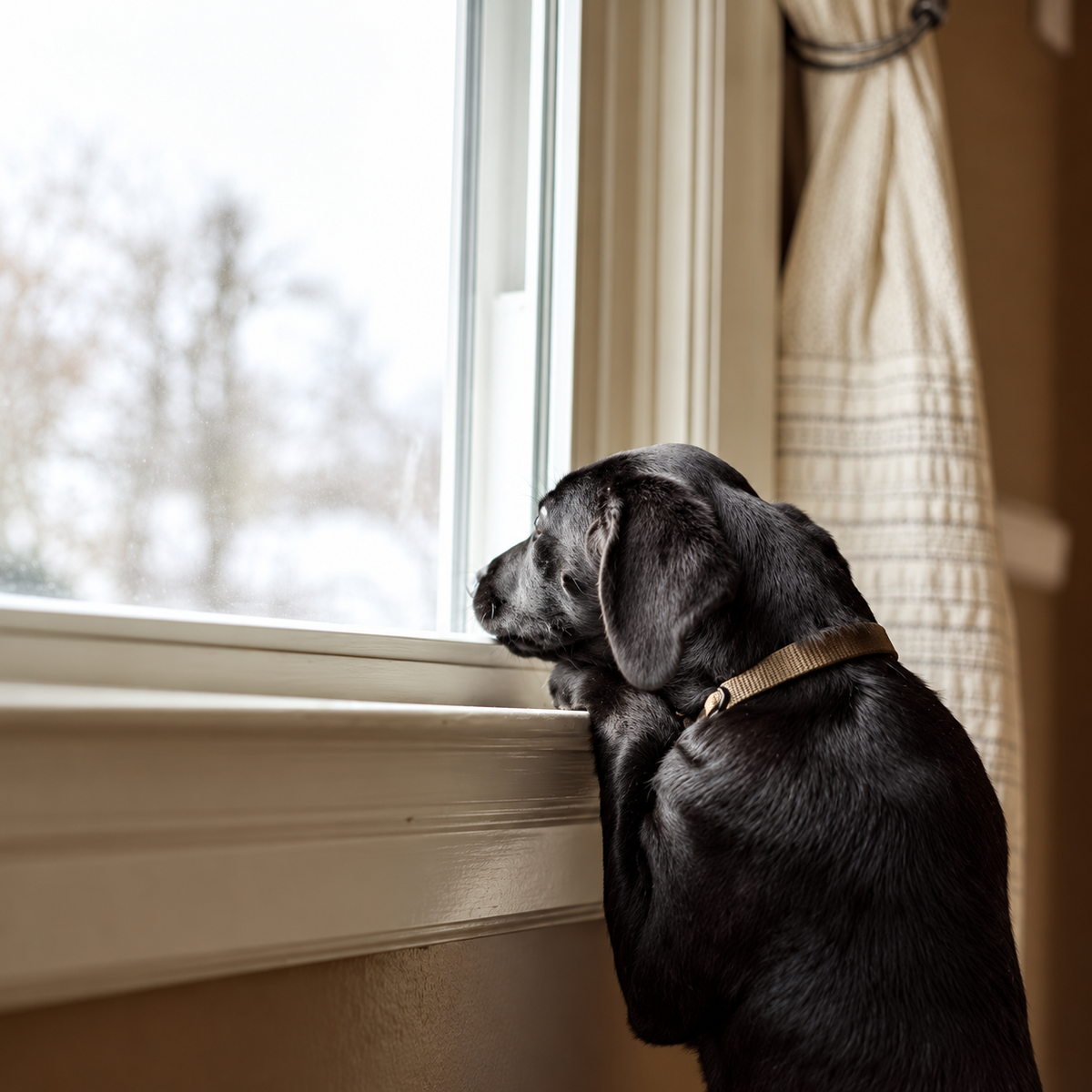 7 Indoor Activities to Keep Your Dog Mentally Stimulated During Singapore’s Haze