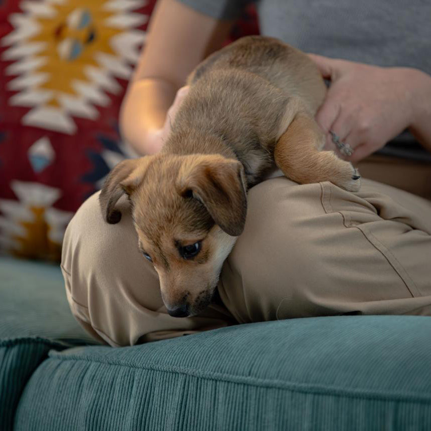 Puppy Calming Tips