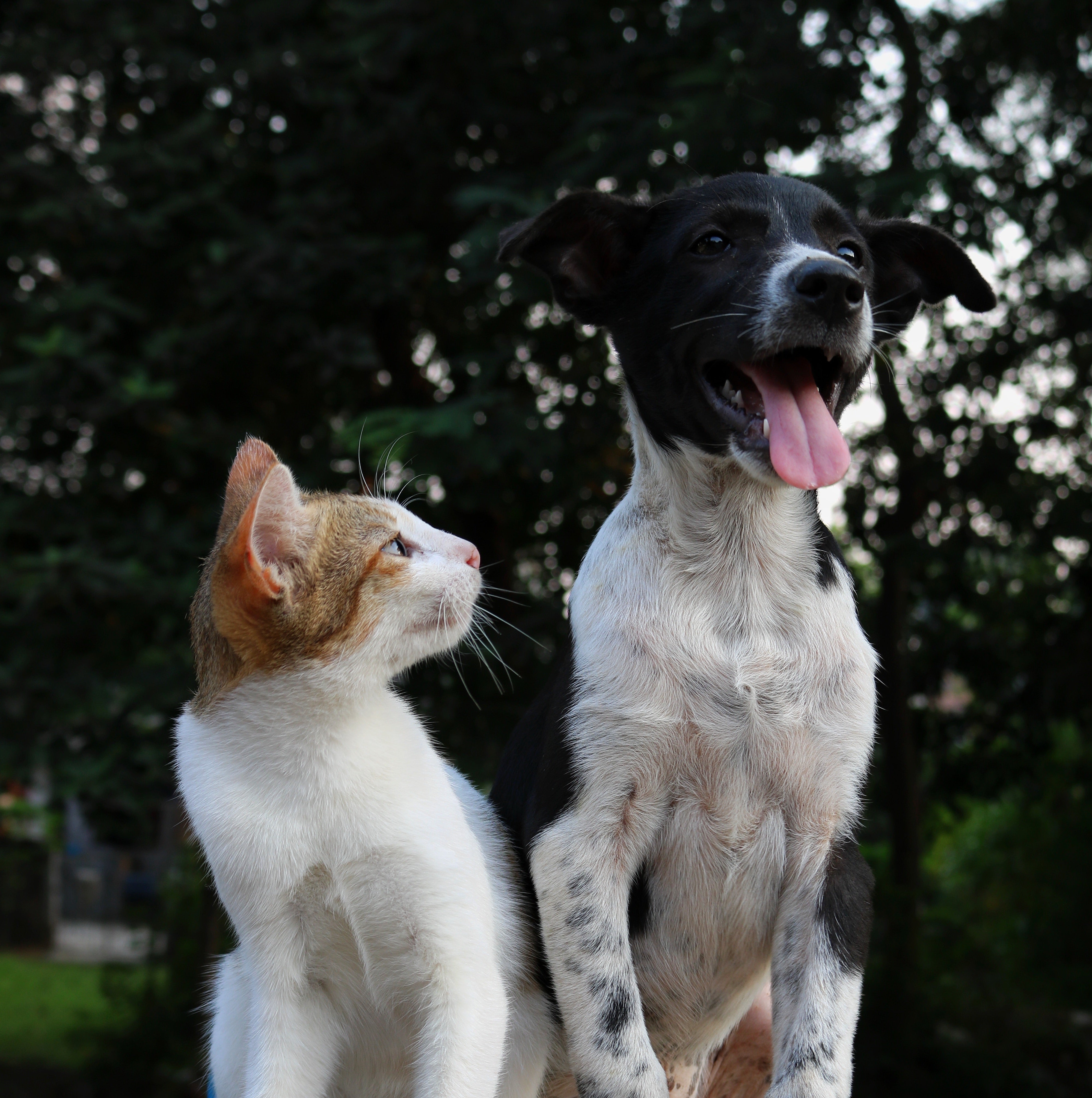 The Grin Factor: Unveiling the Importance of Dental Care for Your Beloved Pets