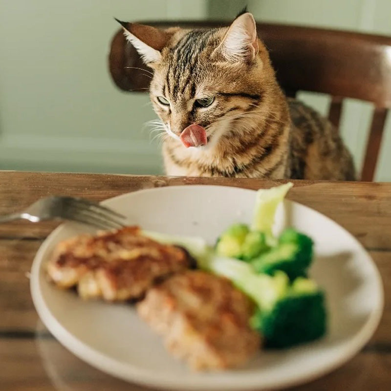 Human Food That Is Safe for Cats: What Can Cats Eat From Your Plate?