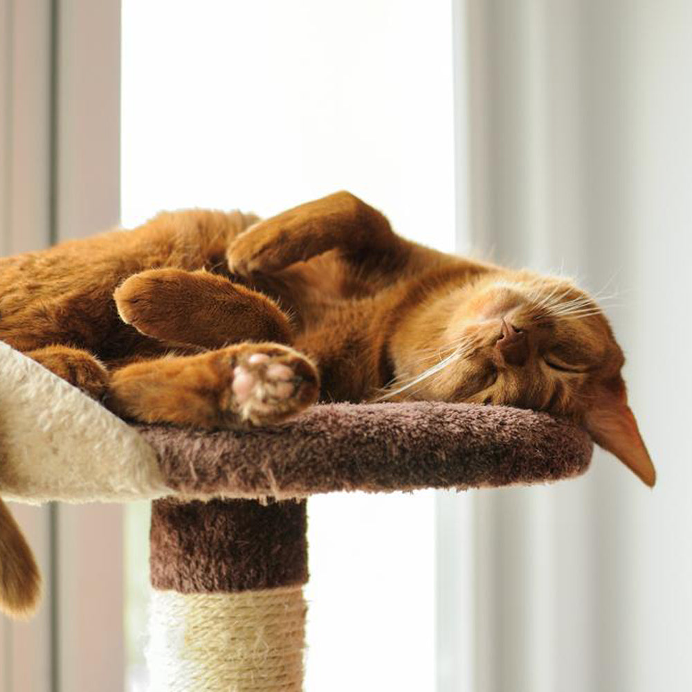 Indoor cat weight gain management