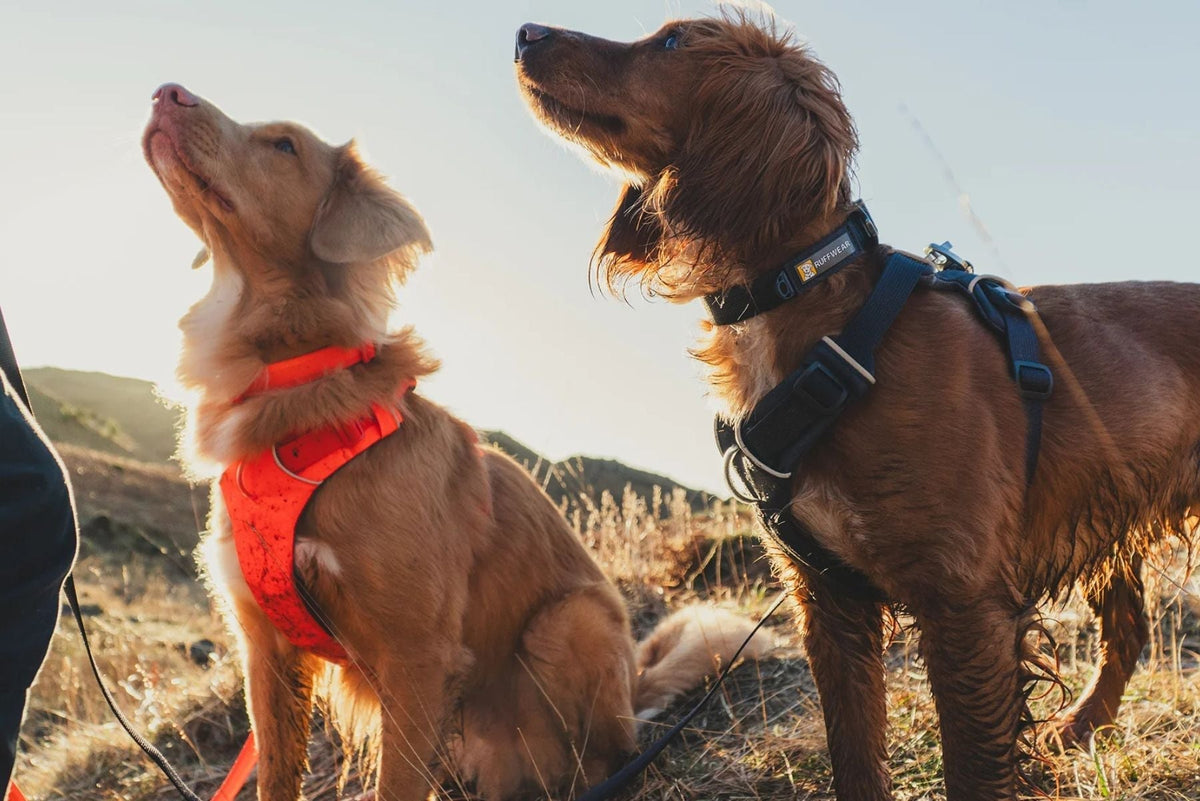 Buying Ruffwear in Singapore: Harnesses, leashes and sizing