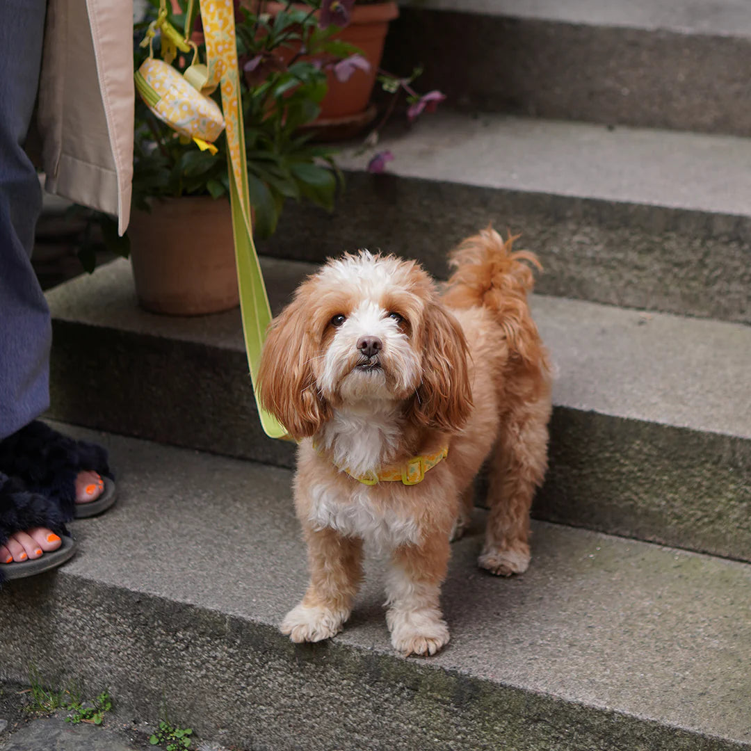 Gentle Multi-Functional Adjustable Bolt Leash – Regular & Hands-Free Walk | Big Fish Yellow