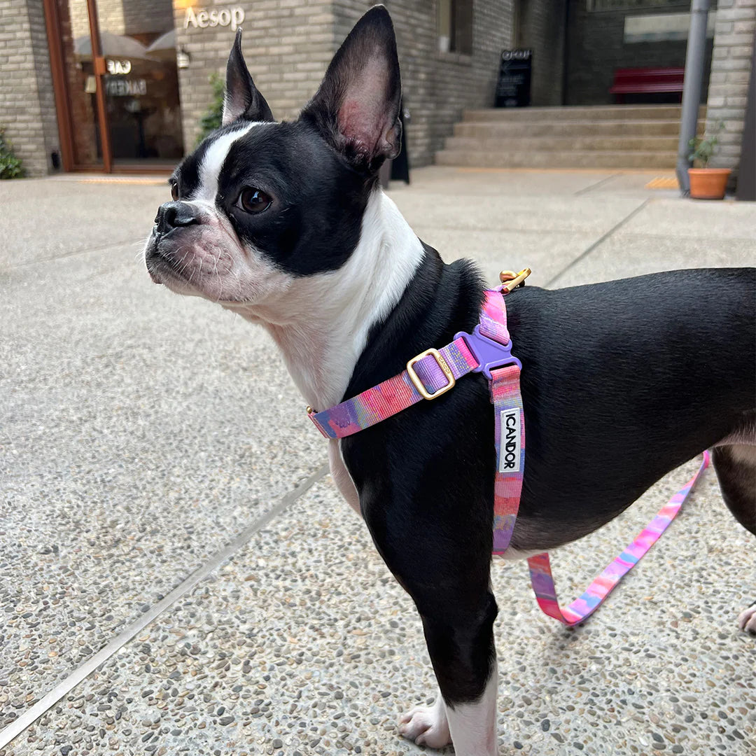 No-Pull Harness | Milky Way