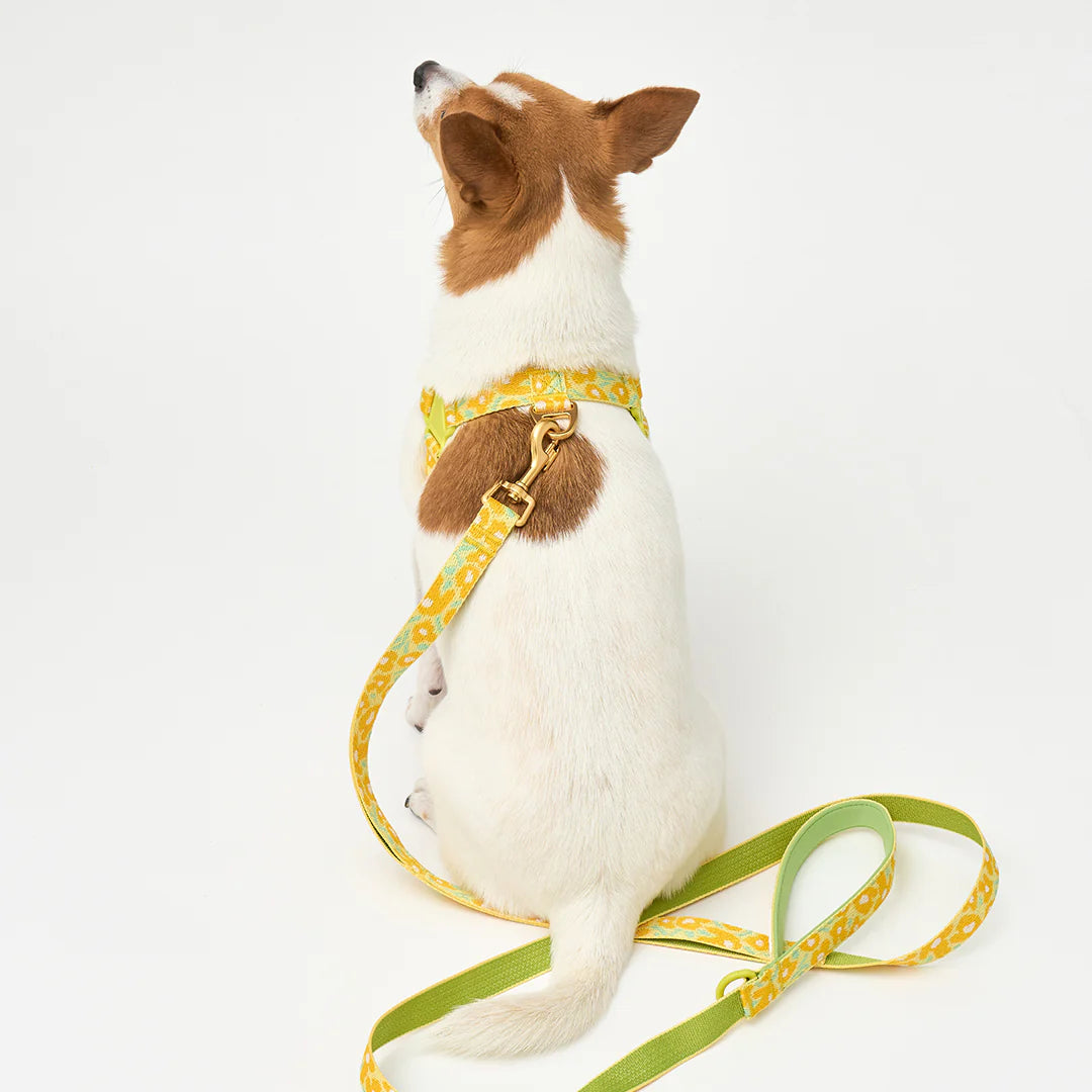 No-Pull Harness | Big Fish Yellow