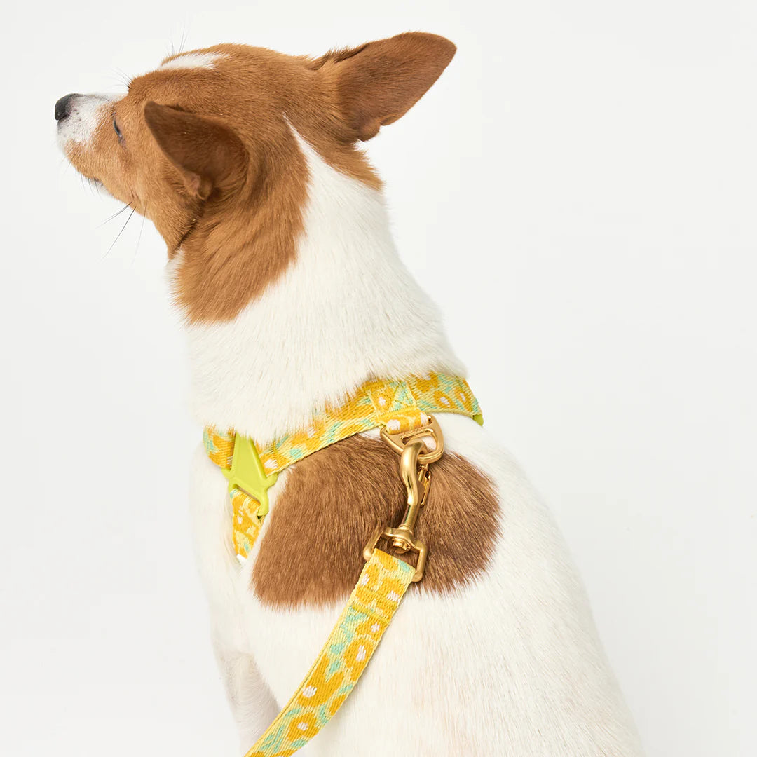 No-Pull Harness | Big Fish Yellow