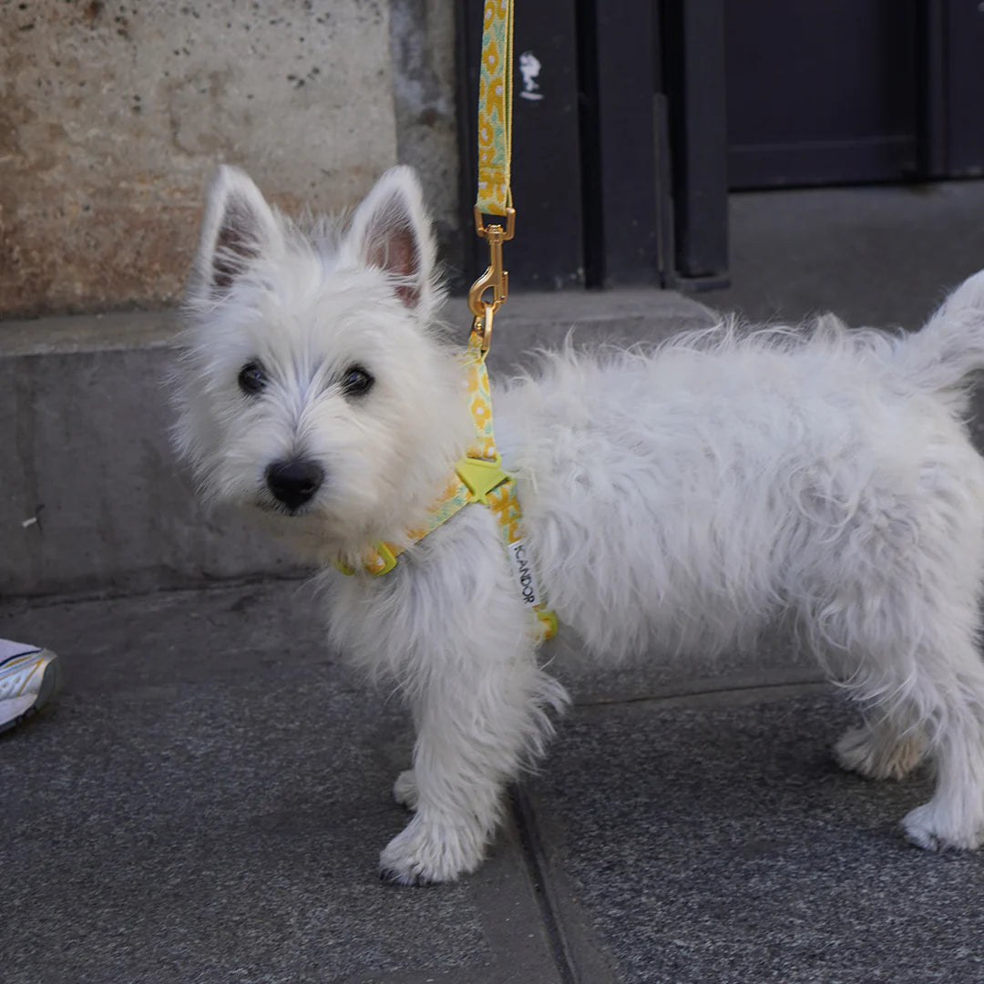 No-Pull Harness | Big Fish Yellow