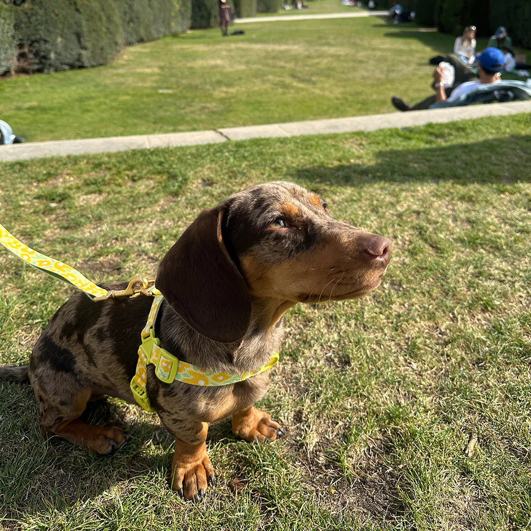 No-Pull Harness | Big Fish Yellow