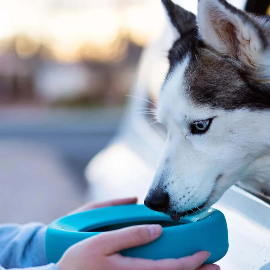 Silicone Non-Spill Travel Dog Bowl