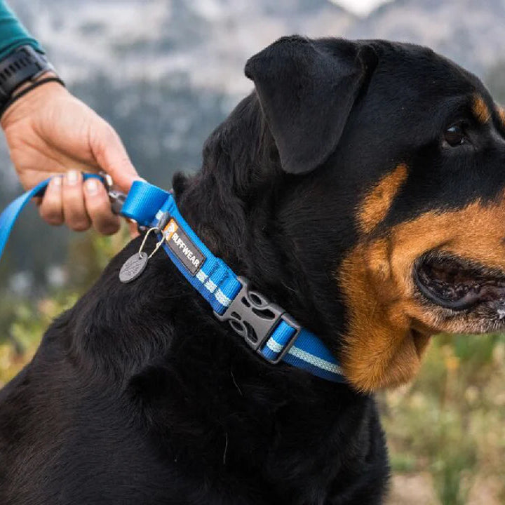 Web Reaction™ Reflective Martingale Dog Collar With Buckle (3 Colours)