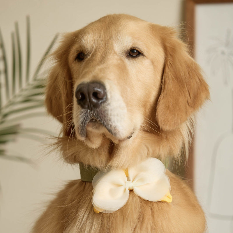Butterfly Pet Collar Clip