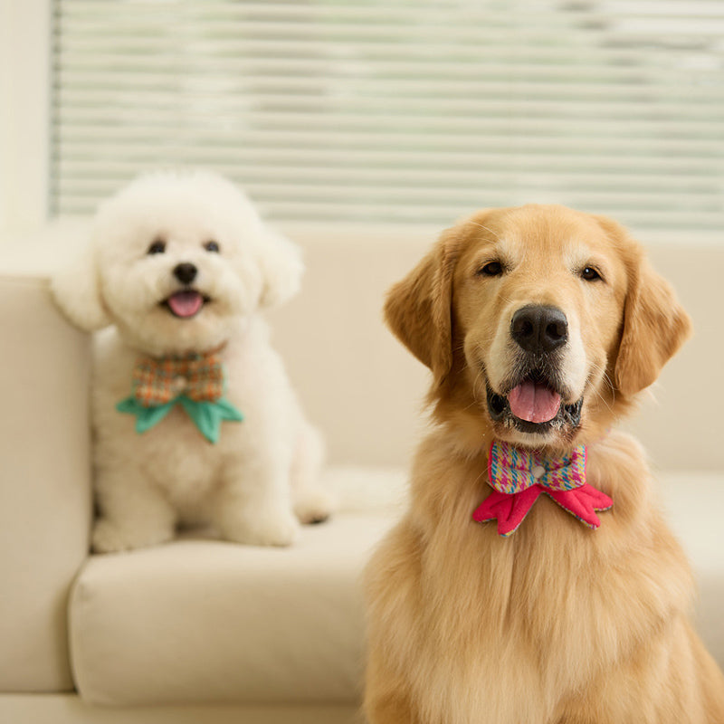 Candy Jellybon Pet Collar Clip (Ribbon)