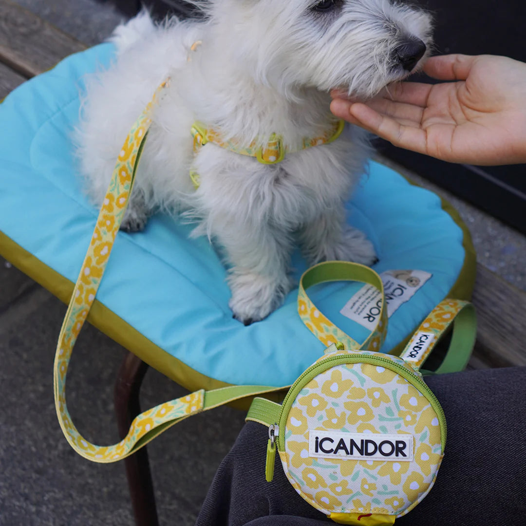 iCandor 3-in-1 Walking Kit: Big Fish Yellow