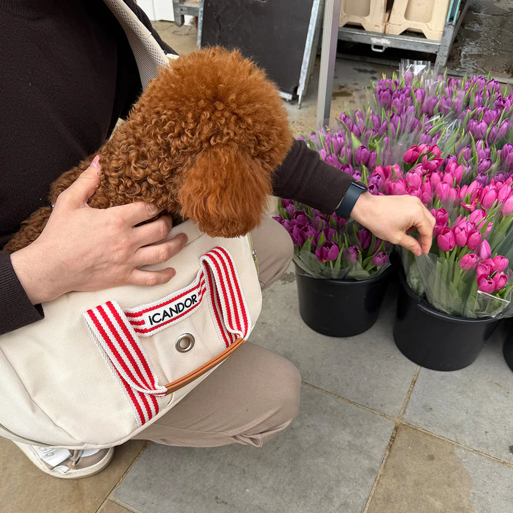 [ PREORDER ] Peek-a-boo Pet Carrier | Capri