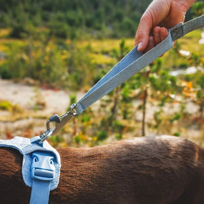 Front Range™ Flex Knit Dog Leash with Traffic Handle (4 Colours)