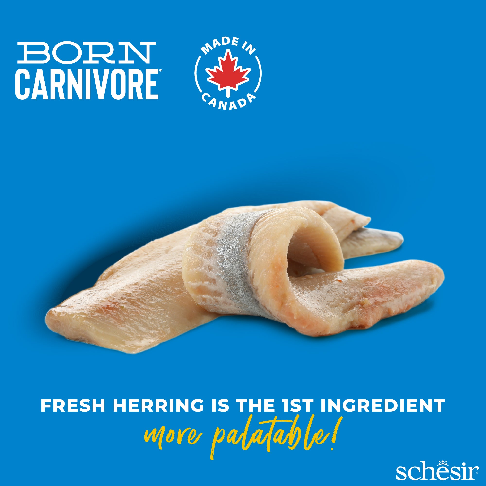 Schesir Born Carnivore Herring with Salmon Oven Baked Grain Free Dry Cat Food