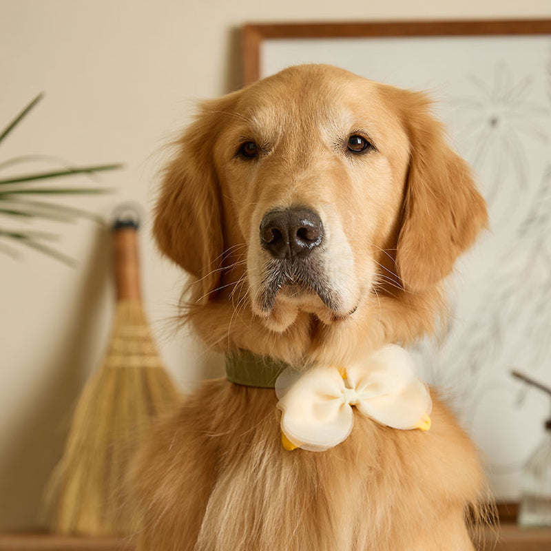 Butterfly Pet Collar Clip