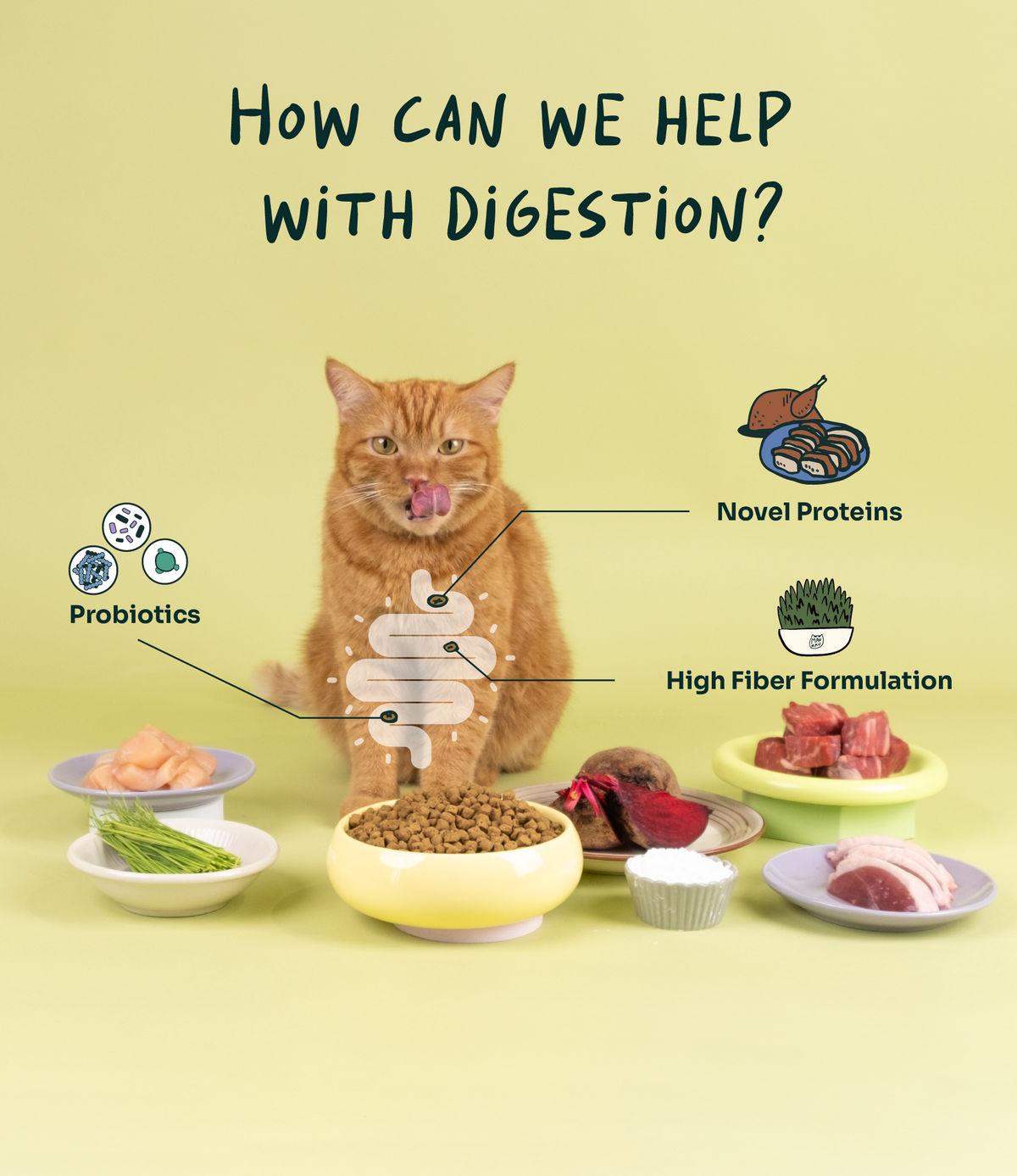 Notti Crunchy-Baked Digest Care Fresh Duck, Venison & Turkey Cat Dry Food