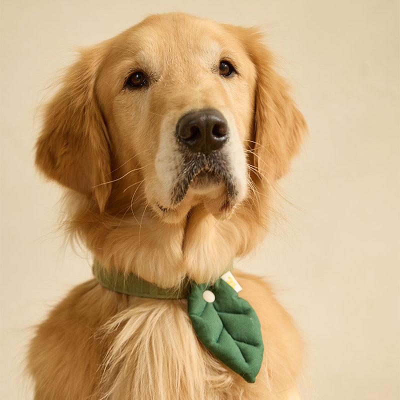 Basic Leaf Pet Collar Clip