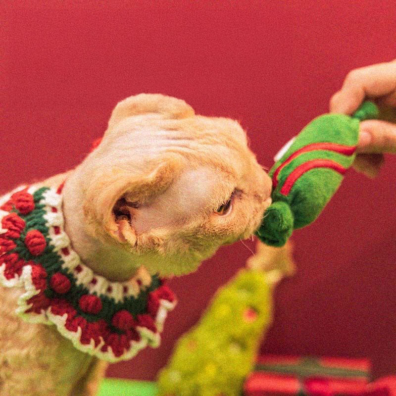 Candy & Candy Cane Christmas Cat Toy (2 Pack)