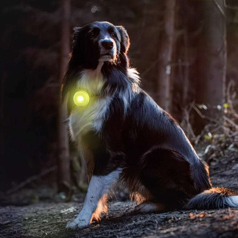 LED Pet Safety Walking Light