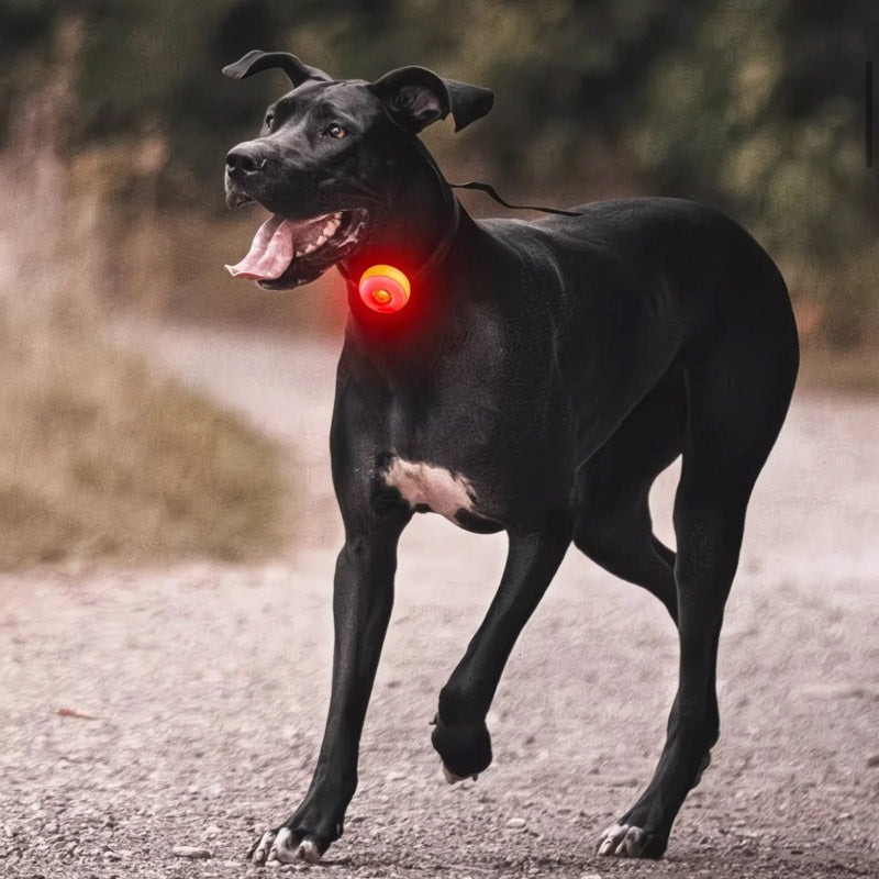 LED Pet Safety Walking Light