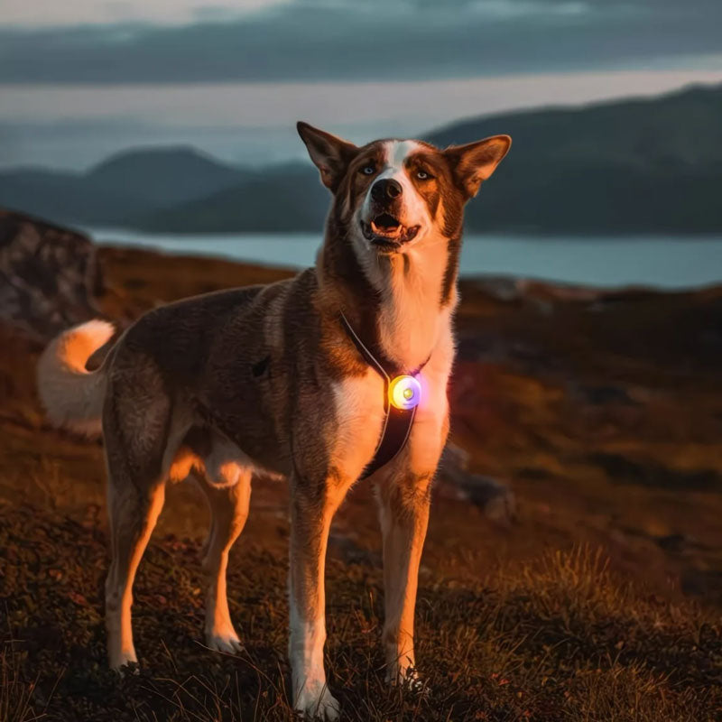 LED Pet Safety Walking Light