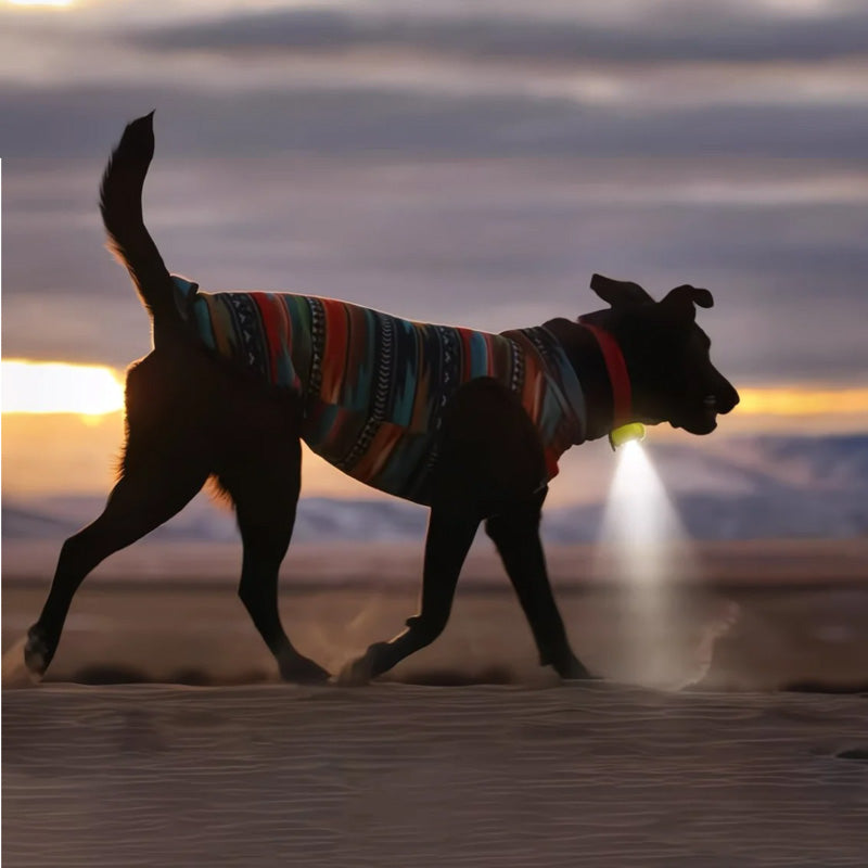 LED Pet Safety Walking Light