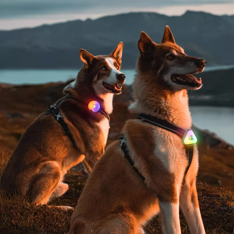 LED Pet Safety Walking Light