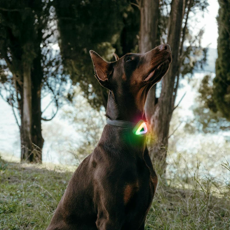 LED Pet Safety Walking Light