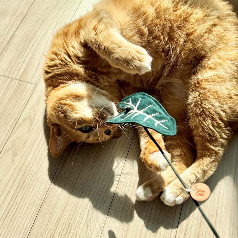 Plants Series Cat Teaser (5 Designs)