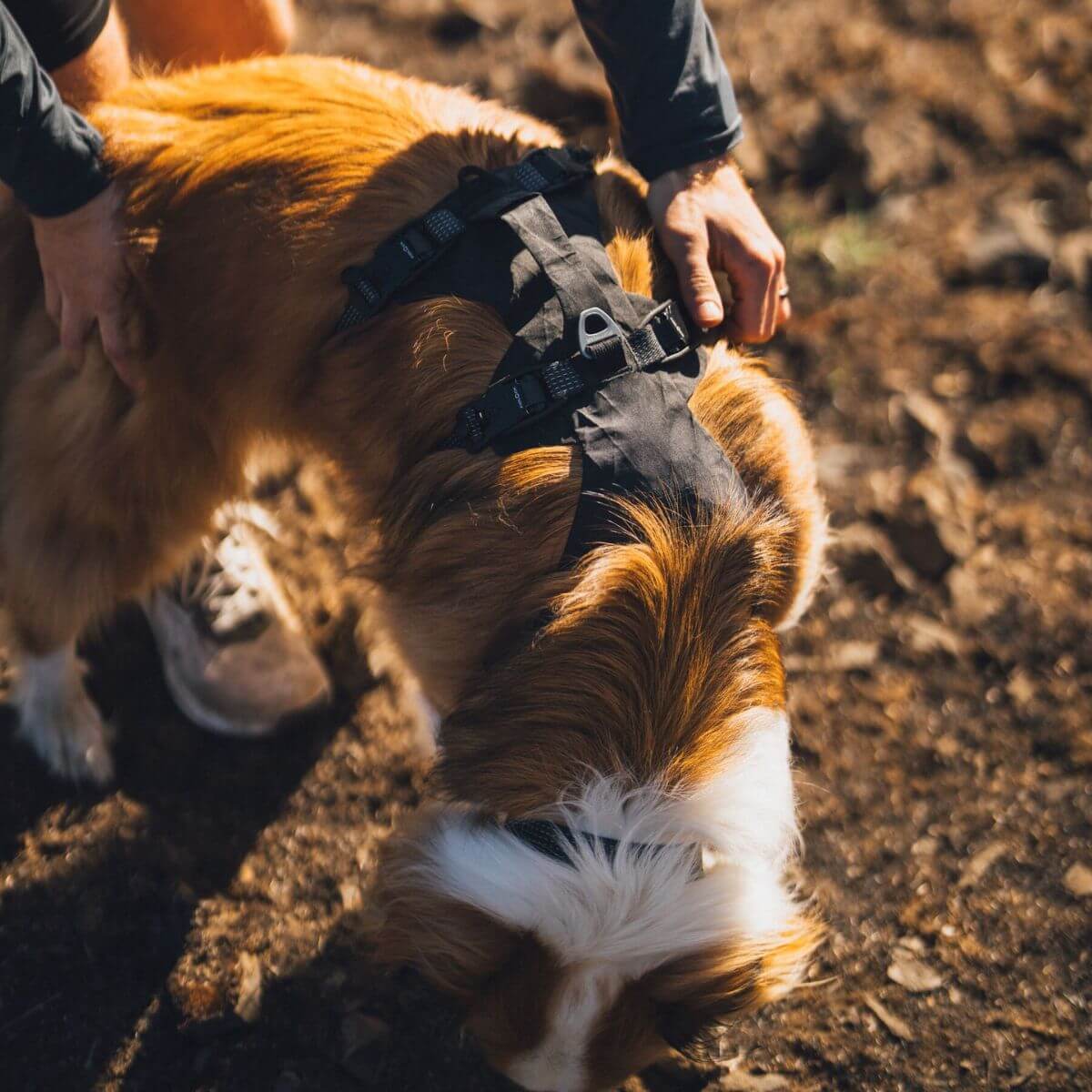 Ridgeline™ Reflective Harness with Magnetic Buckles | Obsidian Black