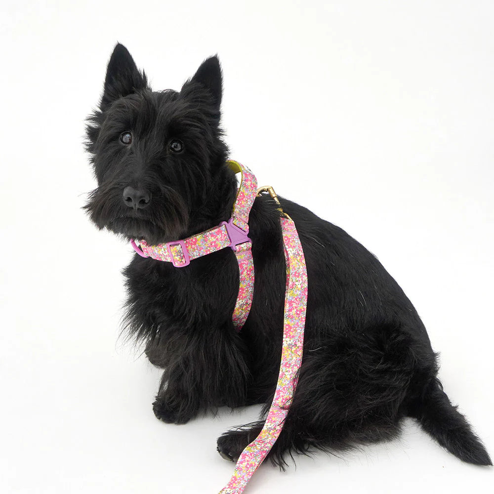No-Pull Harness | Flora