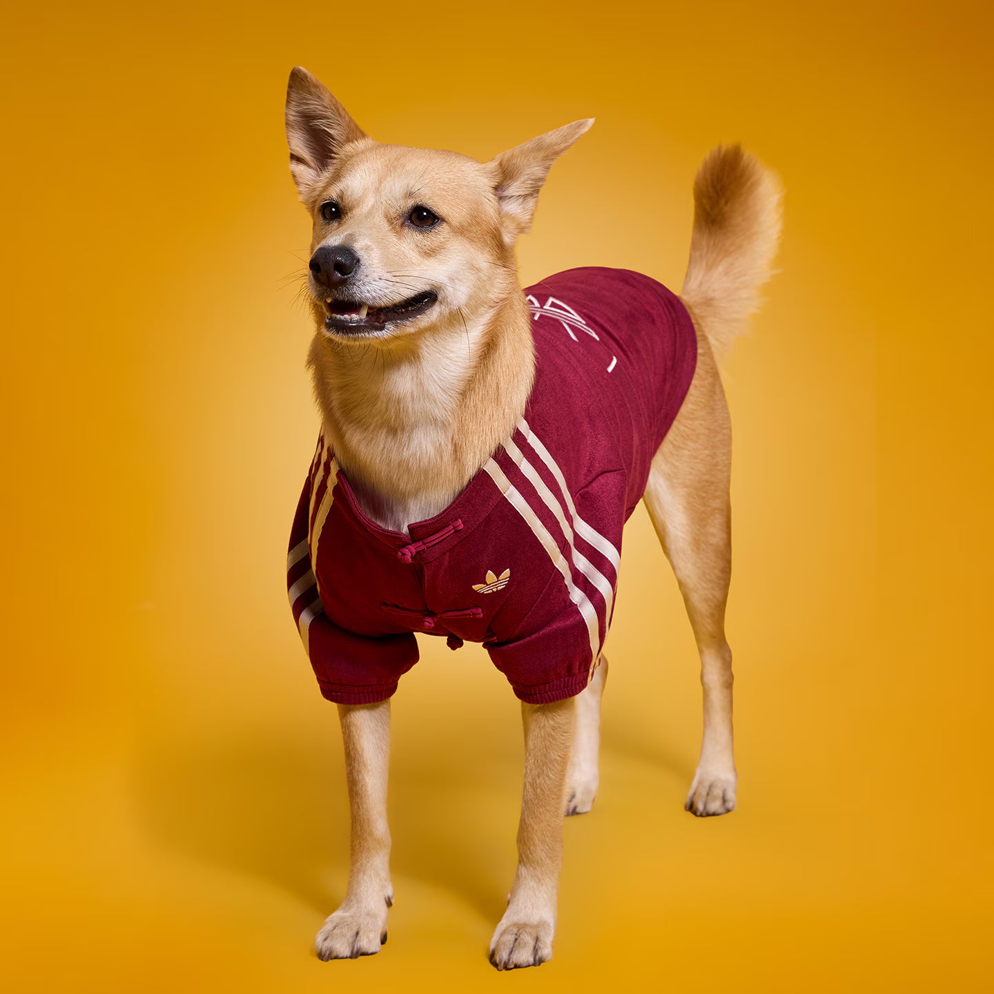 [ Preorder New Year Edition ] Adidas Originals Chinese Knot Buttons Pet Jacket