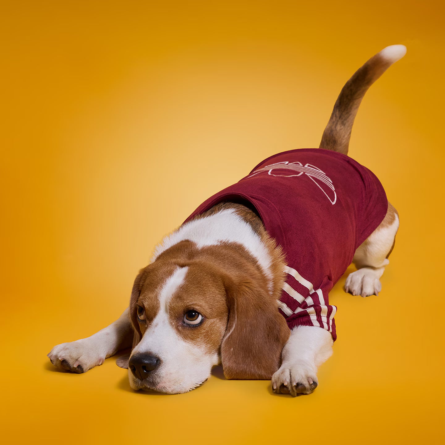 [ Preorder New Year Edition ] Adidas Originals Chinese Knot Buttons Pet Jacket