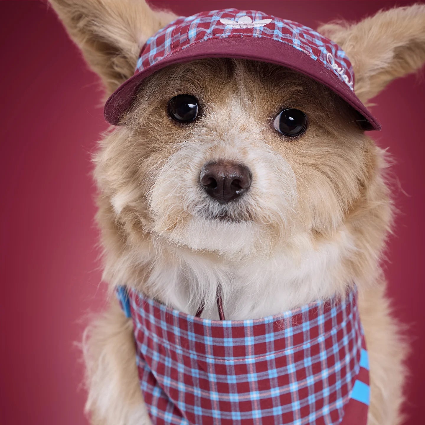 Adidas Pet Plaid Cap (Burgundy)