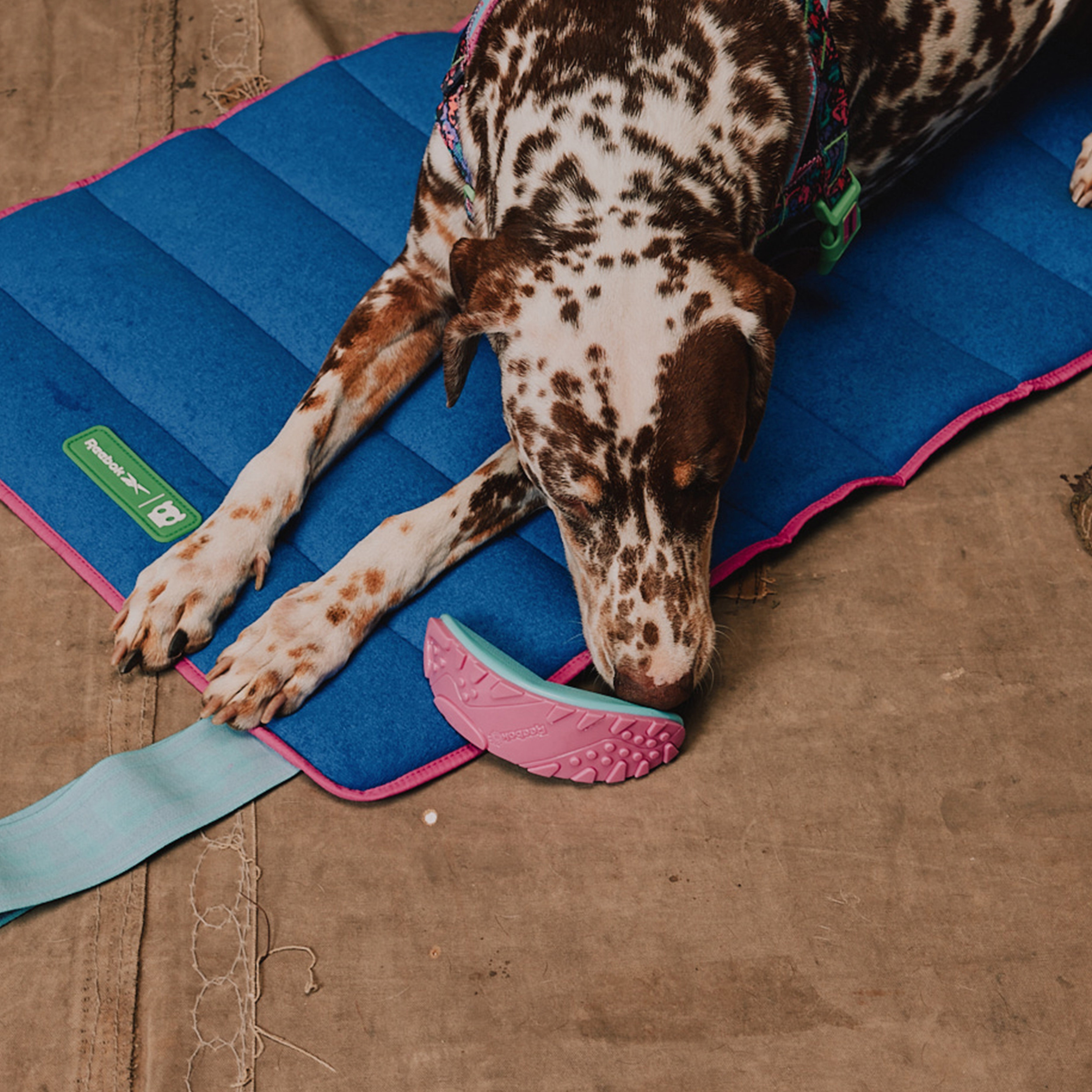 Reebok x Zee.Dog Boomerang Dog Toy