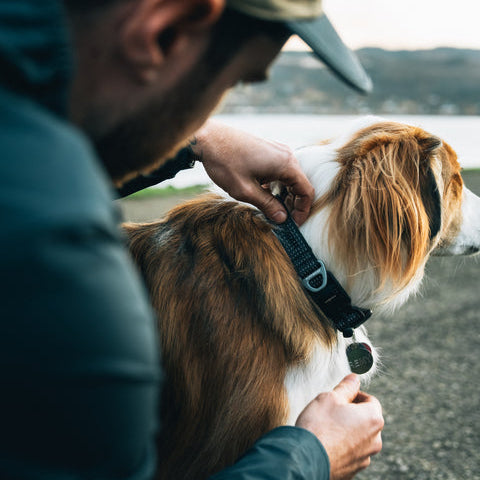 Ridgleline_Collar_Obsidian_Black_Creatureland 2