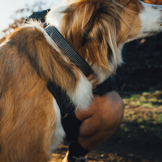 Ridgleline_Collar_Obsidian_Black_Creatureland 3