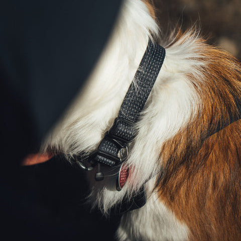 Ridgleline_Collar_Obsidian_Black_Creatureland 4