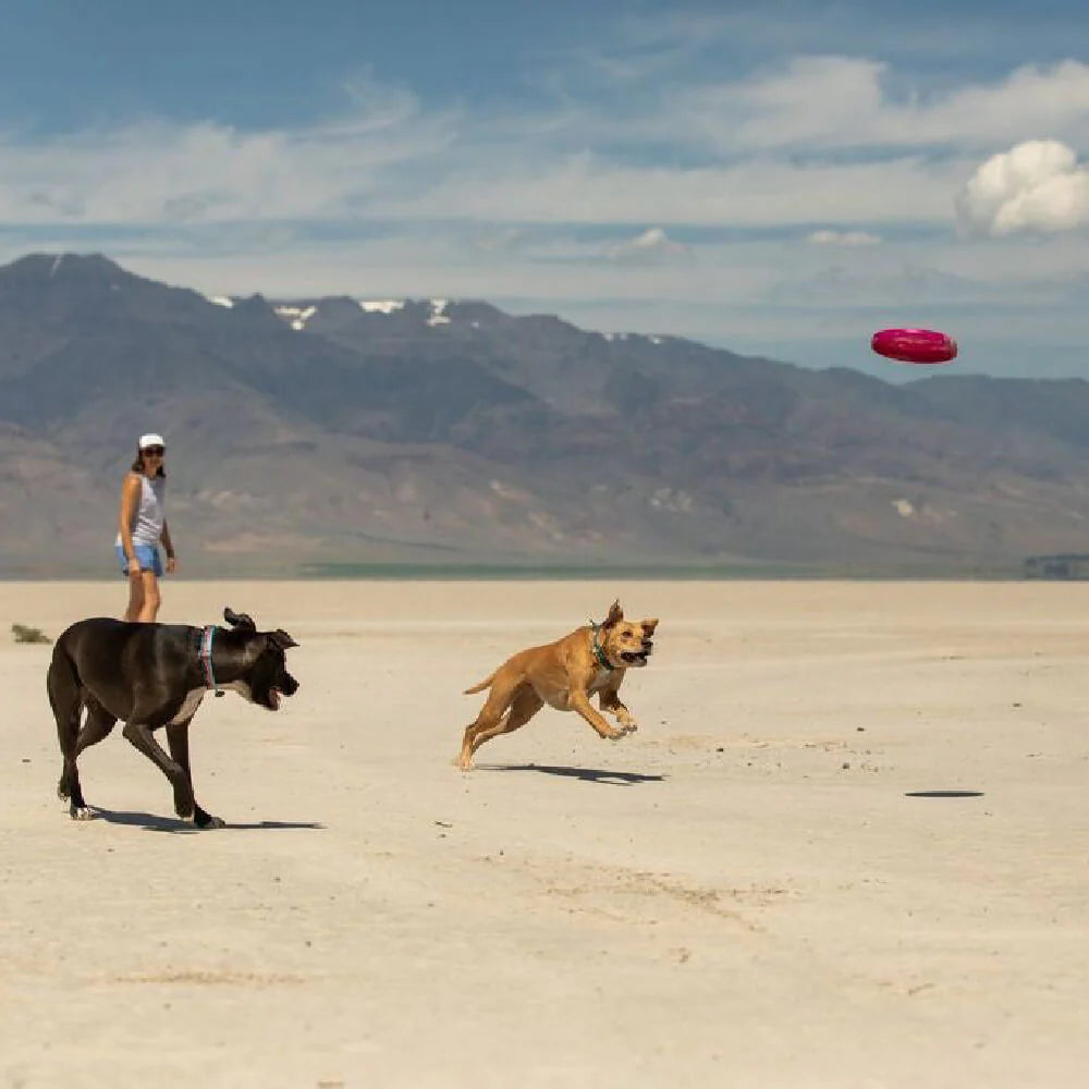 Camp Flyer™ Lightweight & Flexible Flying Disc Dog Toy