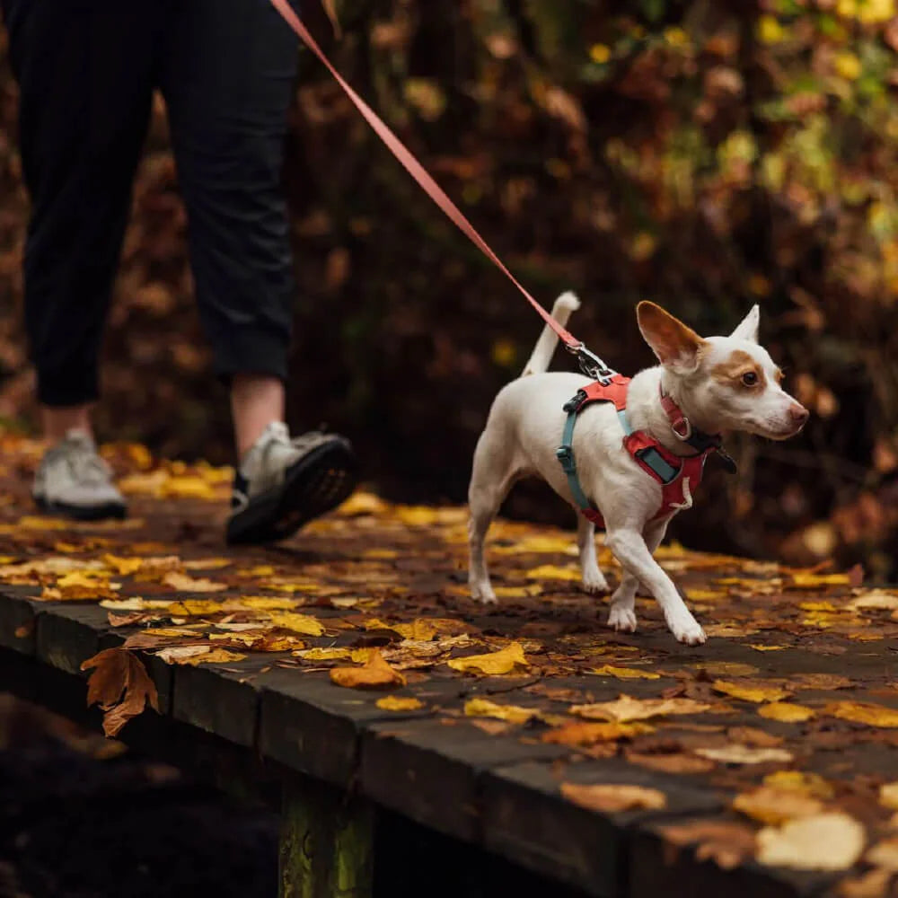 Hi & Light™ Lightweight Dog Harness (4 Colours)
