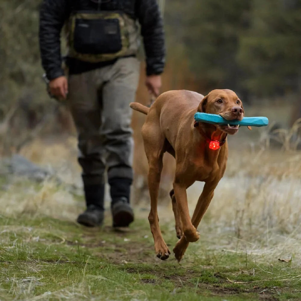 The Beacon™ Dog Safety Light
