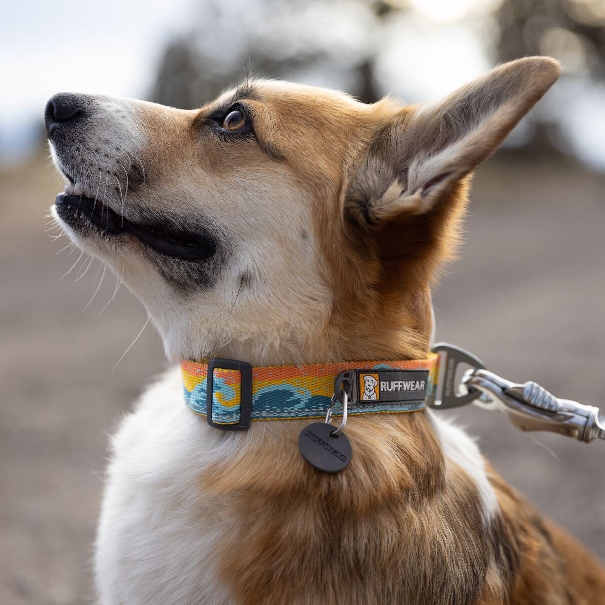 Crag™ Reflective Dog Collar