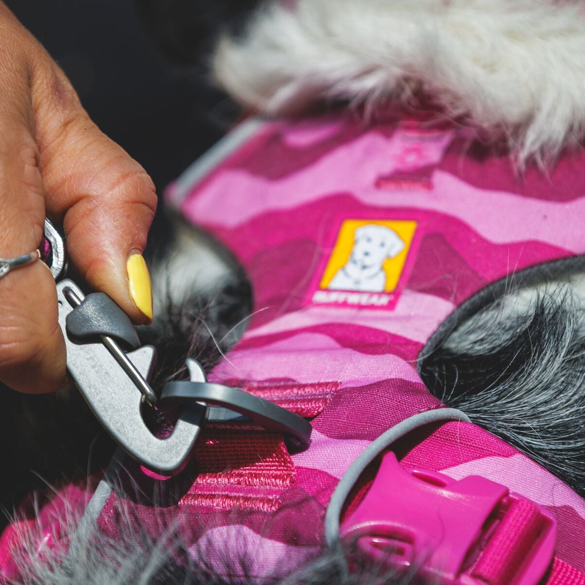 Front Range® No-Pull Padded Dog Harness