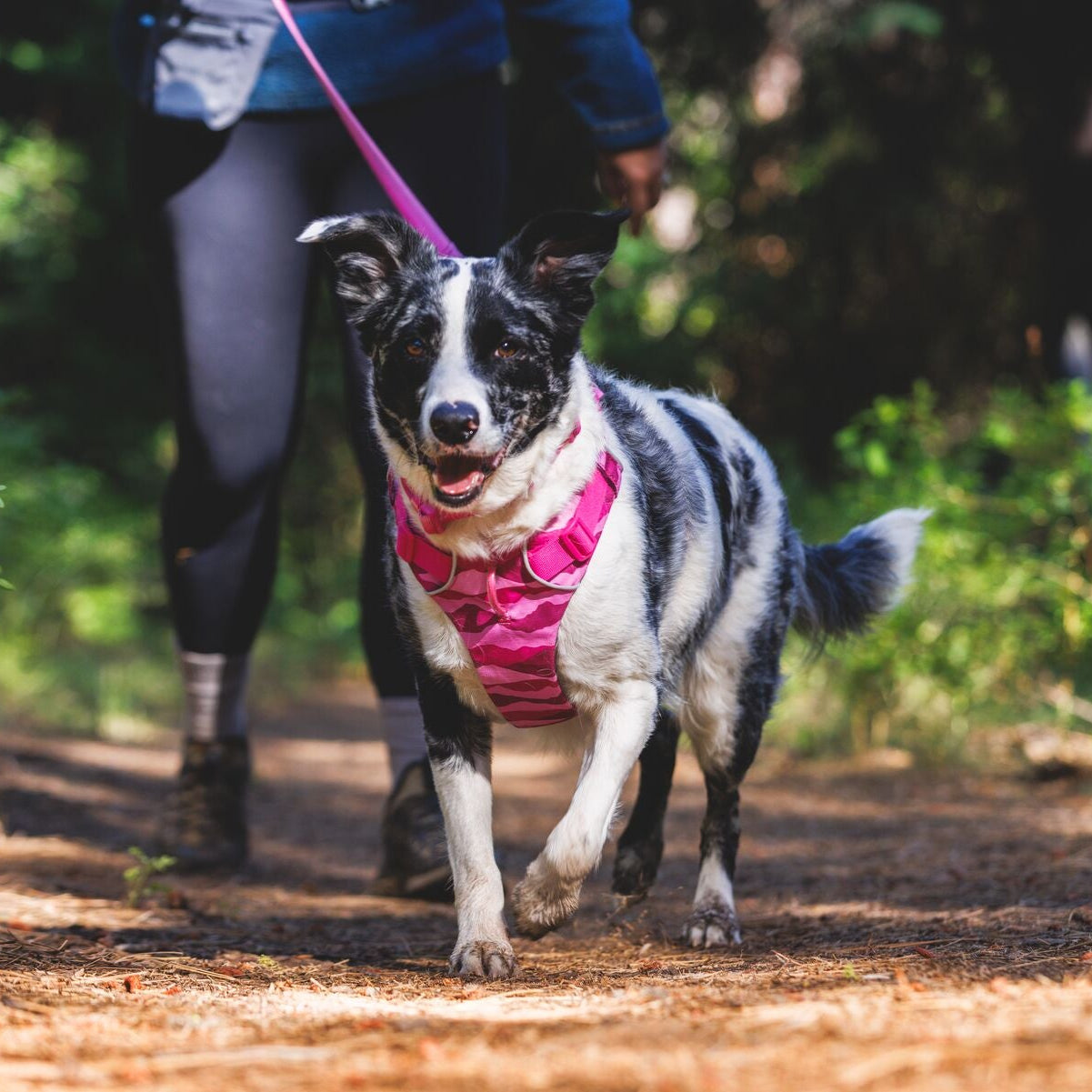 Front Range® No-Pull Padded Dog Harness