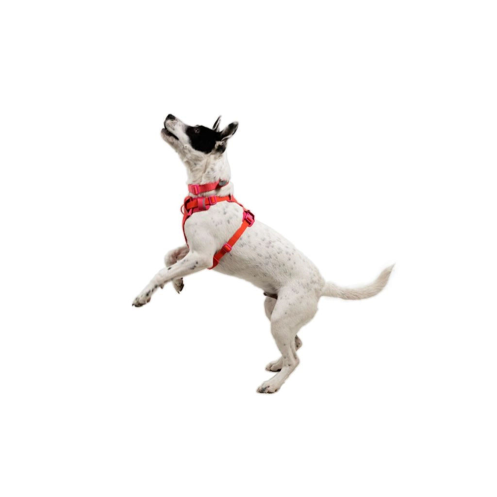 Front Range® Flex No-Pull Dog Knit Harness (4 Colours)